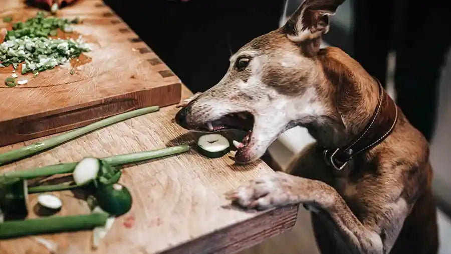 PetWell dog eating vegies 10 Anti-Inflammatory Foods for Your Dog and Cat by PetWell